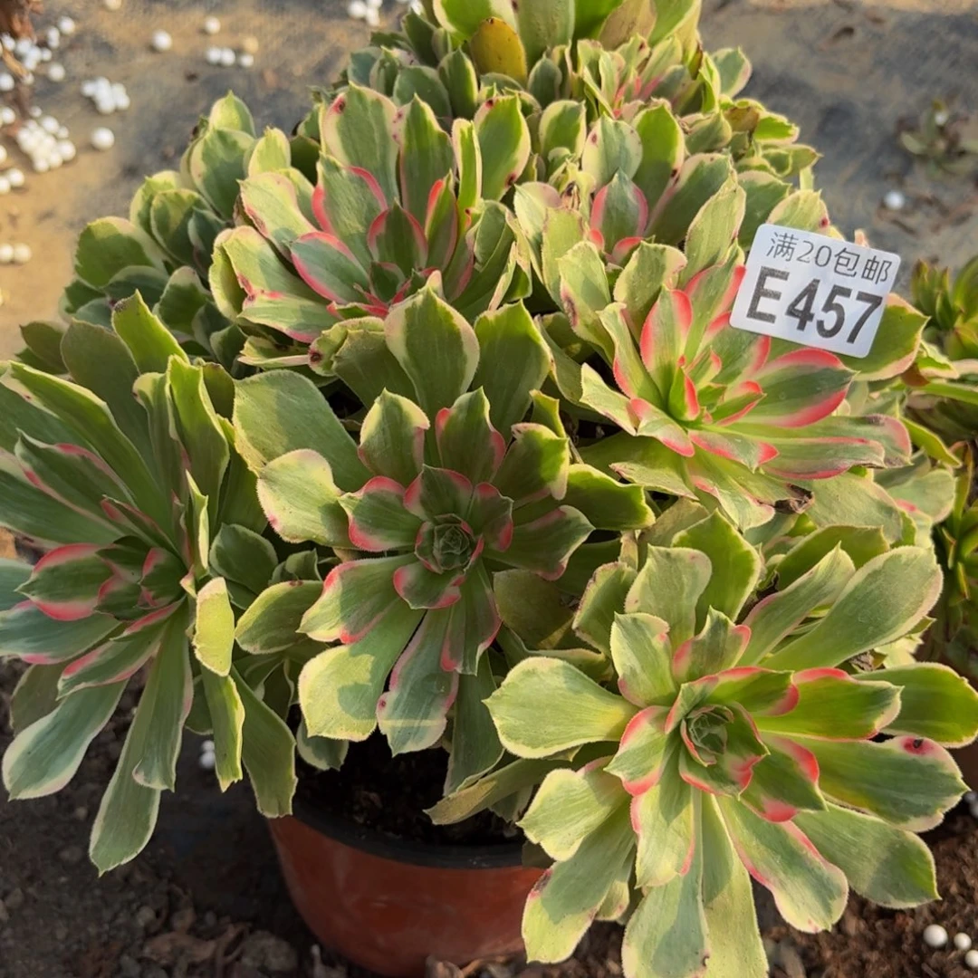 457多肉植物捧花的