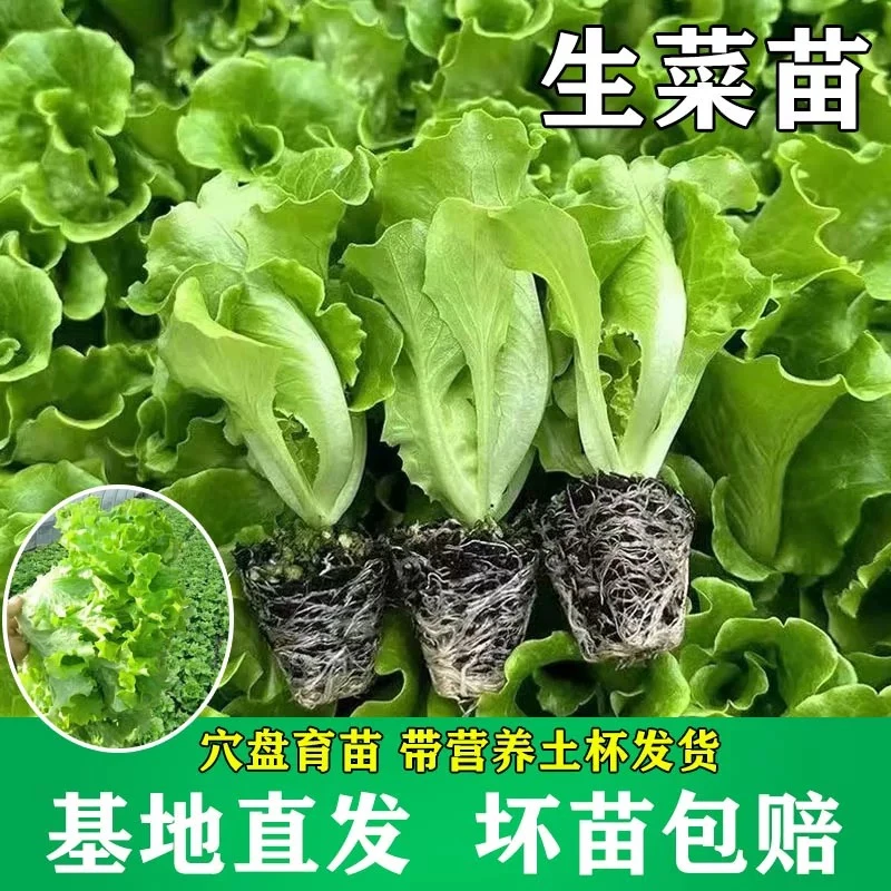 四季耐热生菜苗意大利生菜奶油生菜蔬菜苗易栽培空心菜苗