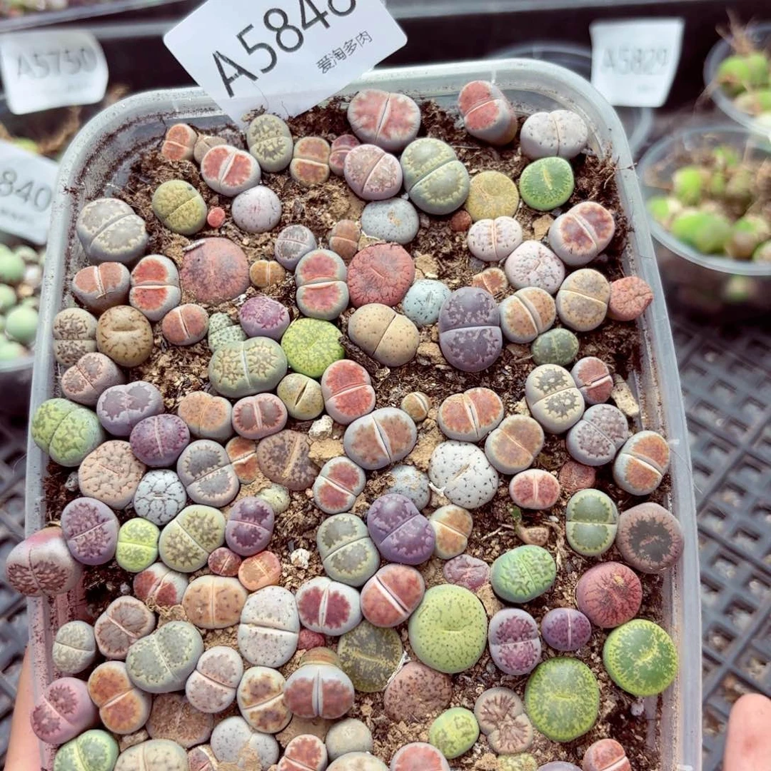 5848—生石花 生石花