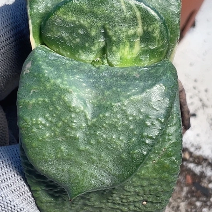 隆骨卧牛锦一物一拍4号