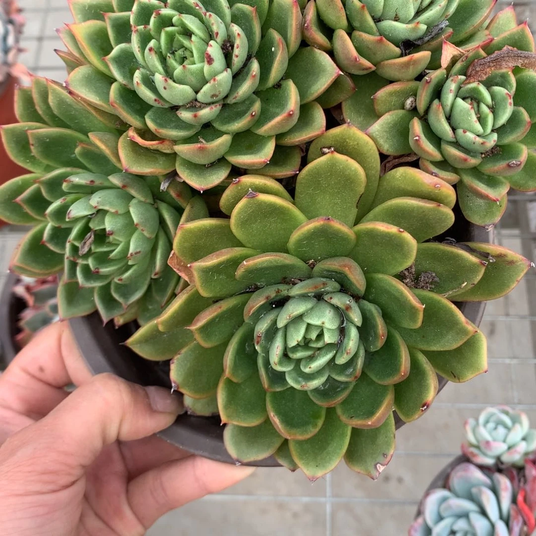 六*?玉杯东云多肉植物