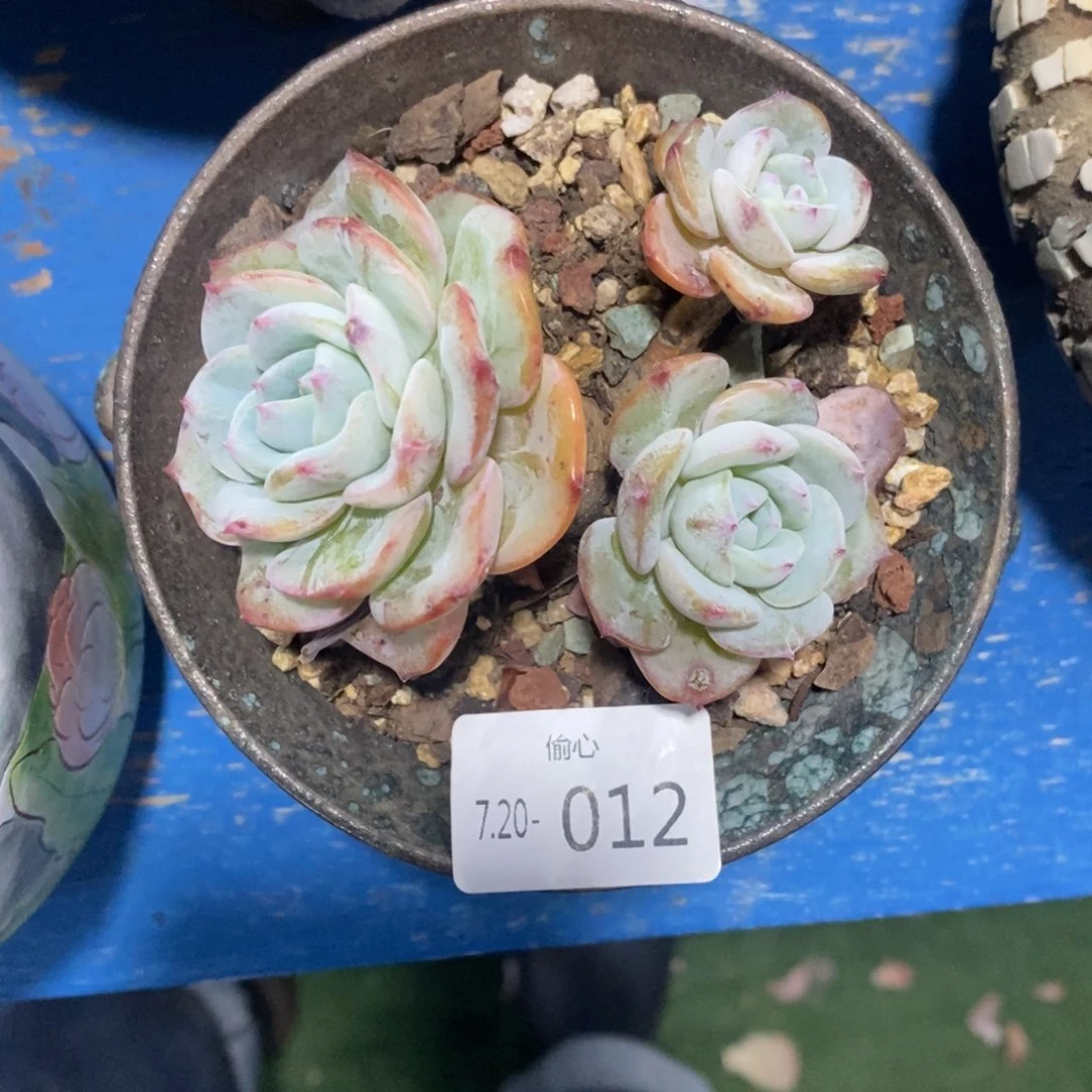 星***漠720012多肉三头多肉多肉