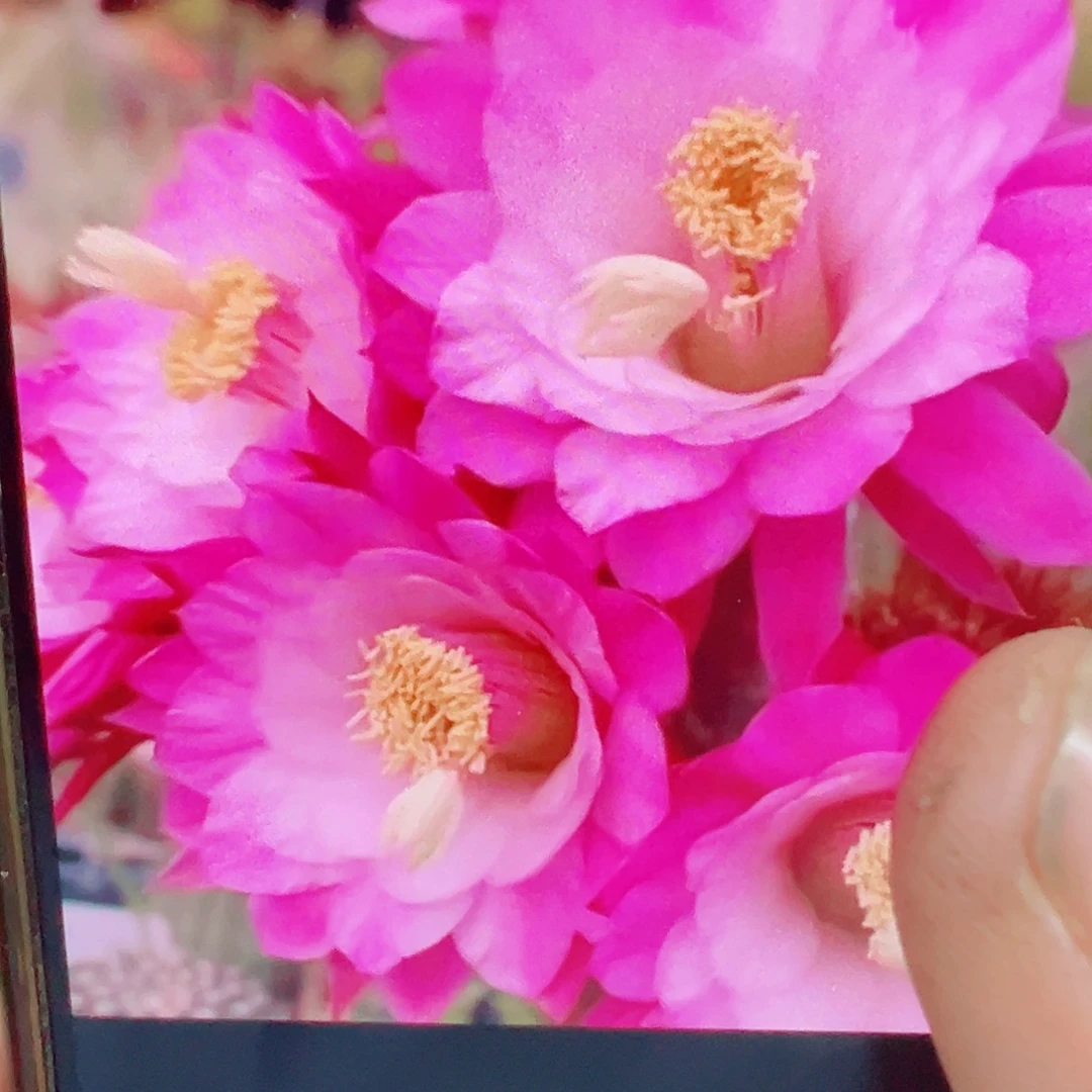 金妞 海姆 侧芽 满20包邮