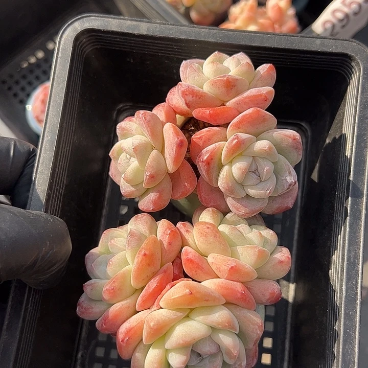 3280，俩个三头粗腿冰玉带盆发