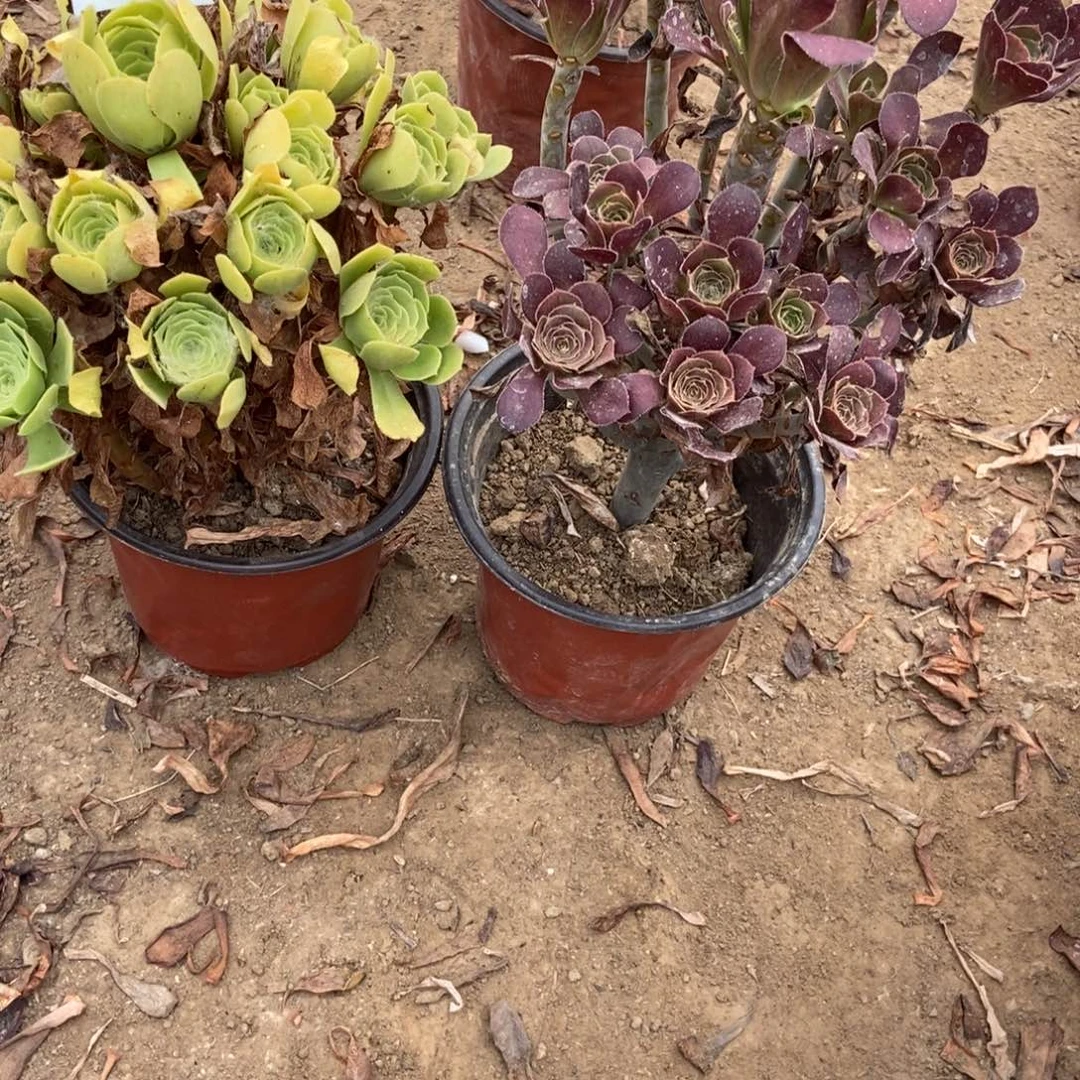 云***无花朵33号链接两颗不重复法师