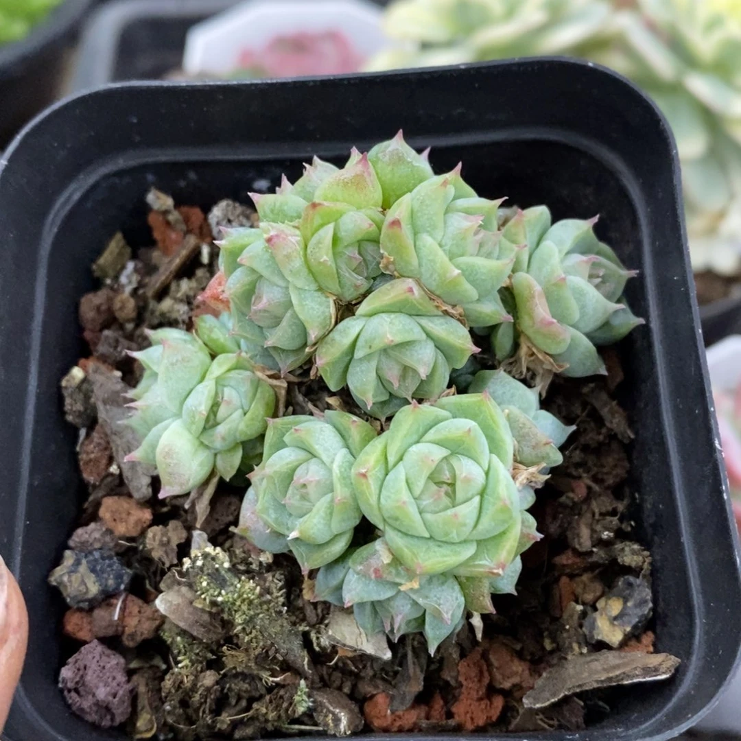 精品多肉一物一拍不包整79