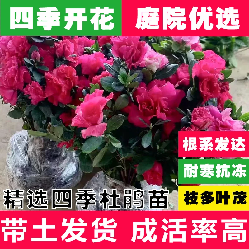 四季开花杜鹃花苗比利时西洋杜鹃花盆栽室内外庭院别墅花卉易活苗
