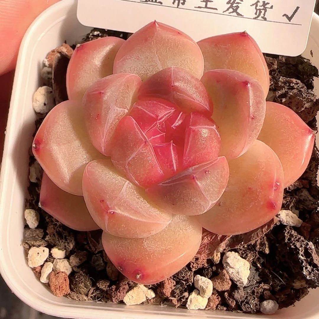 多肉1206-113钻石珍妮