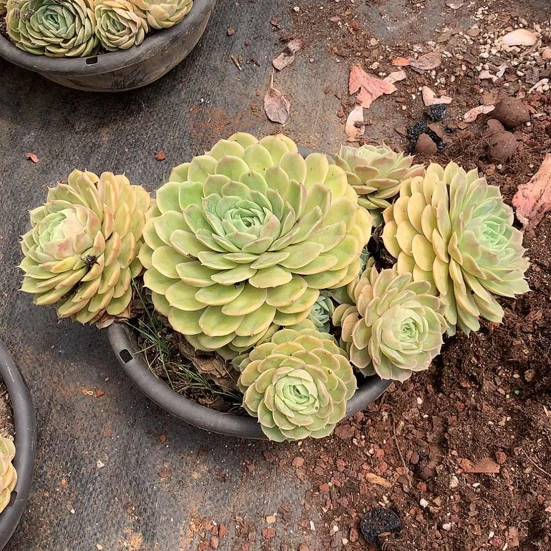 昂斯诺12.8 量拍多肉植物