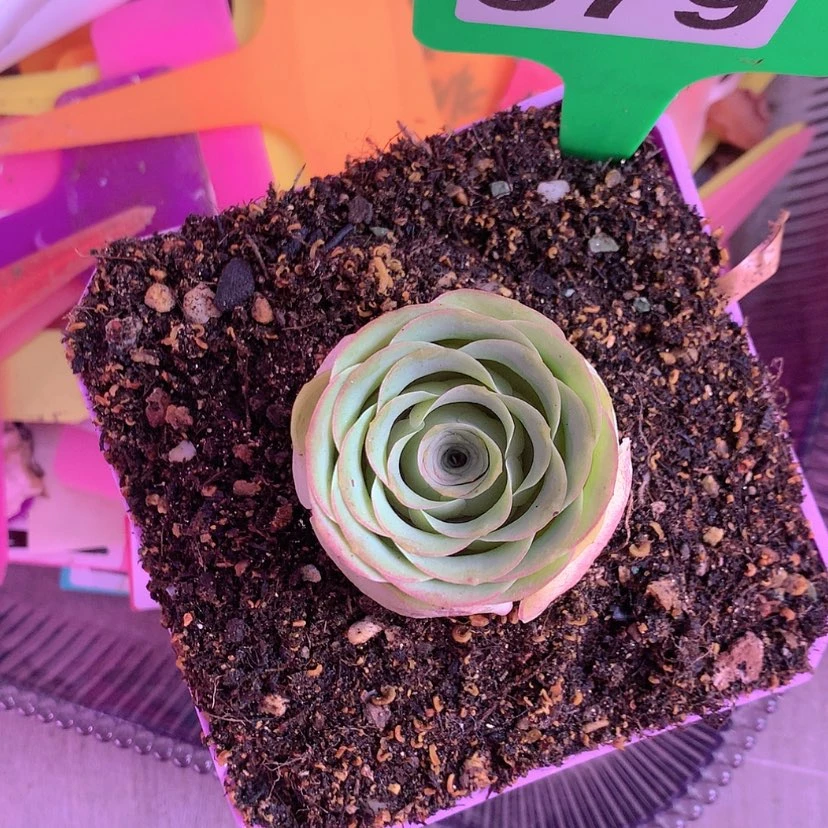 【闪购商品】yjj379盛夏