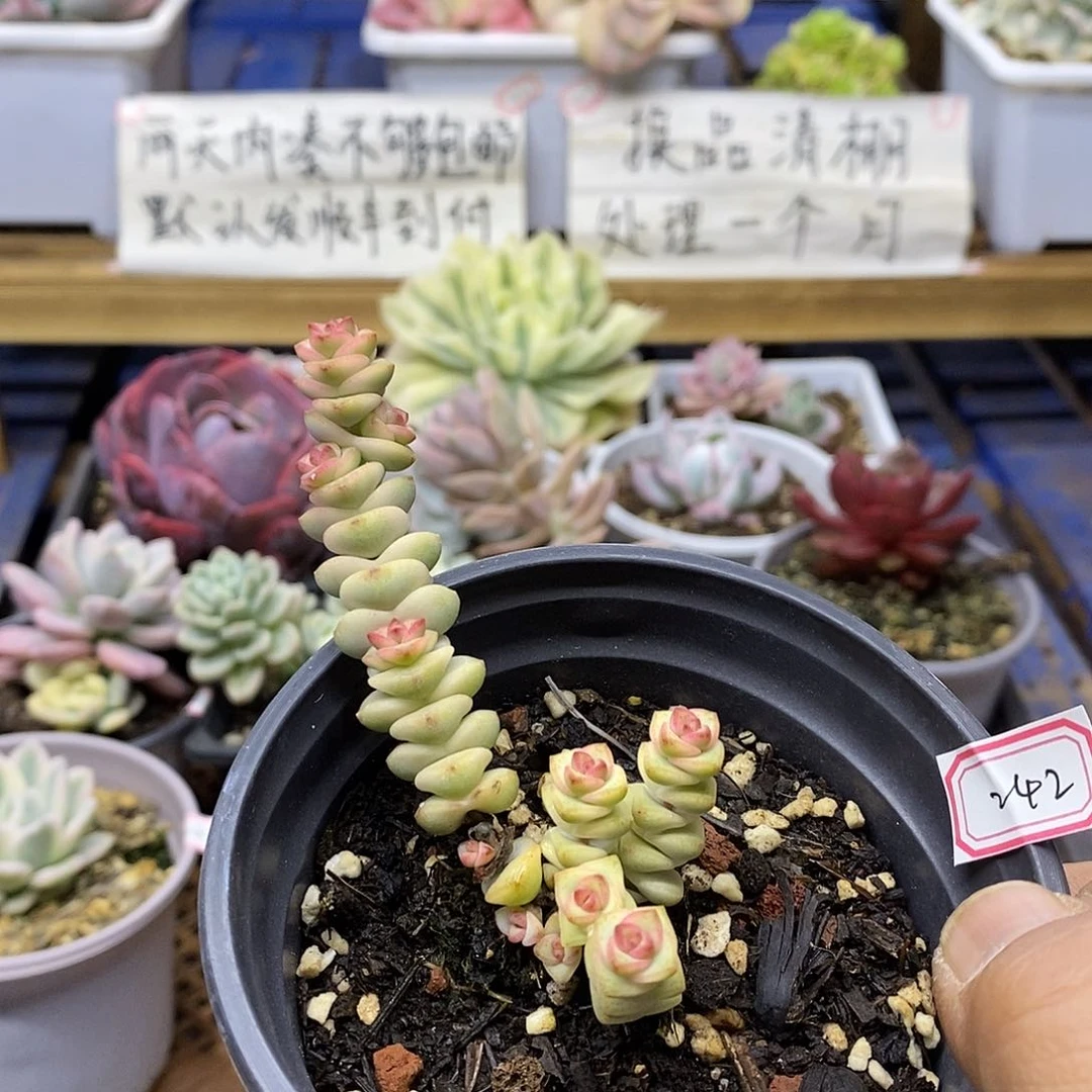 29242 钱串锦多肉