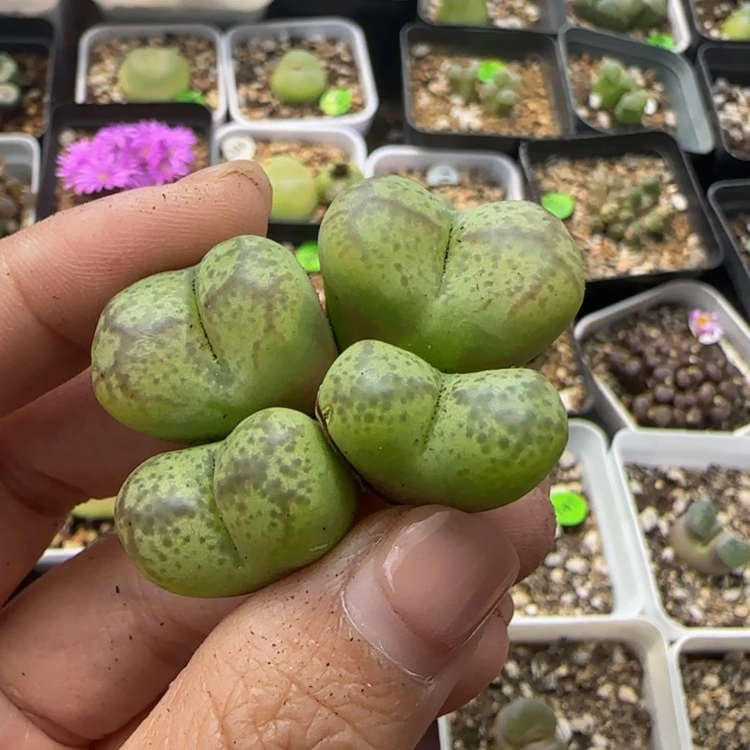大杂交4头多肉植物465
