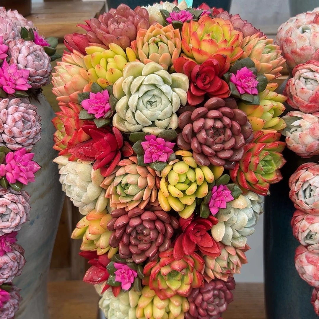 933五彩缤纷多肉组合花园