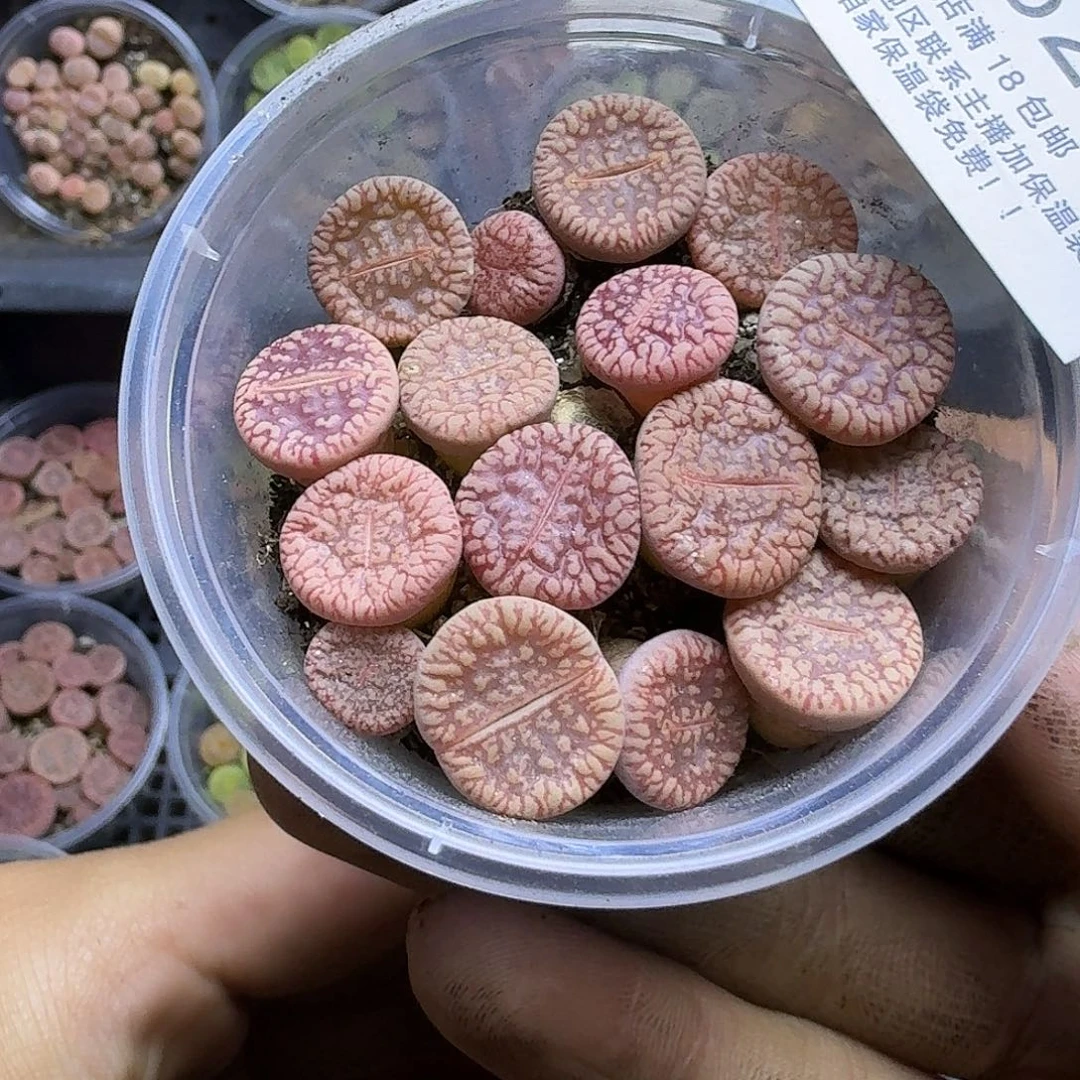 1827流水日轮两年