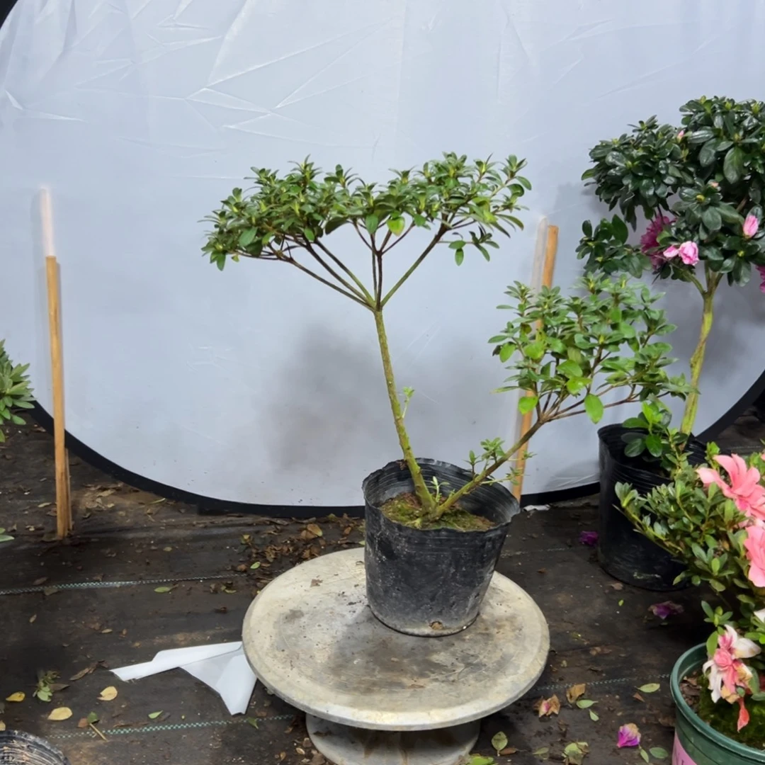 用***5完全开放求子杜鹃