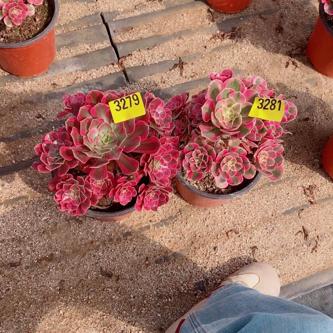 美杜莎多肉法师3279粉女巫3281