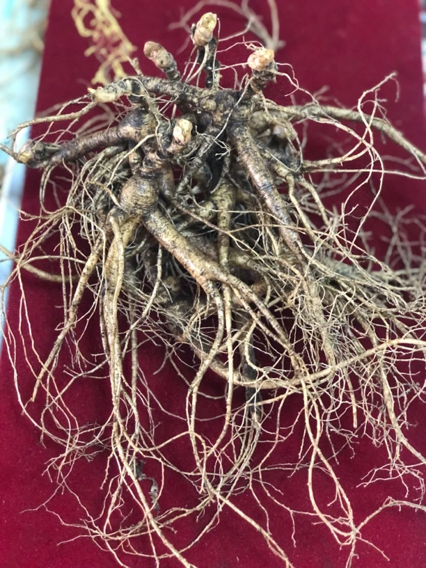 长白山林下新鲜人参