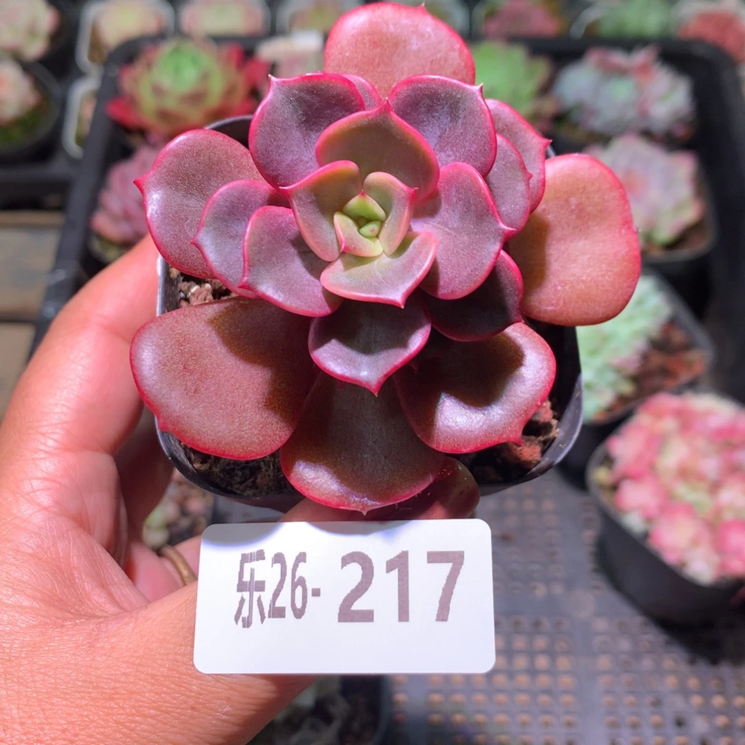 乐然26-217 大红袍