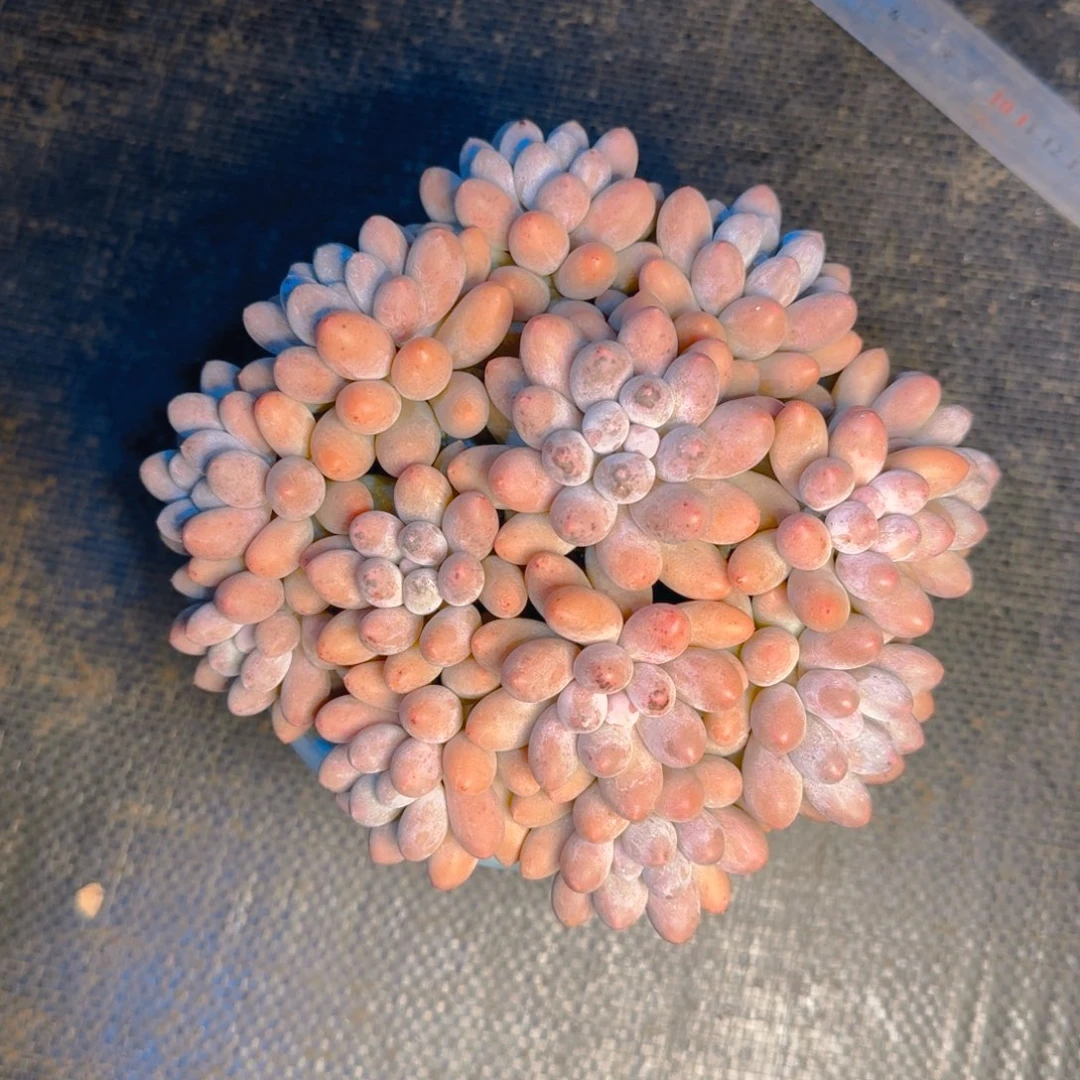 琴***子琴子发货11111111111111多肉