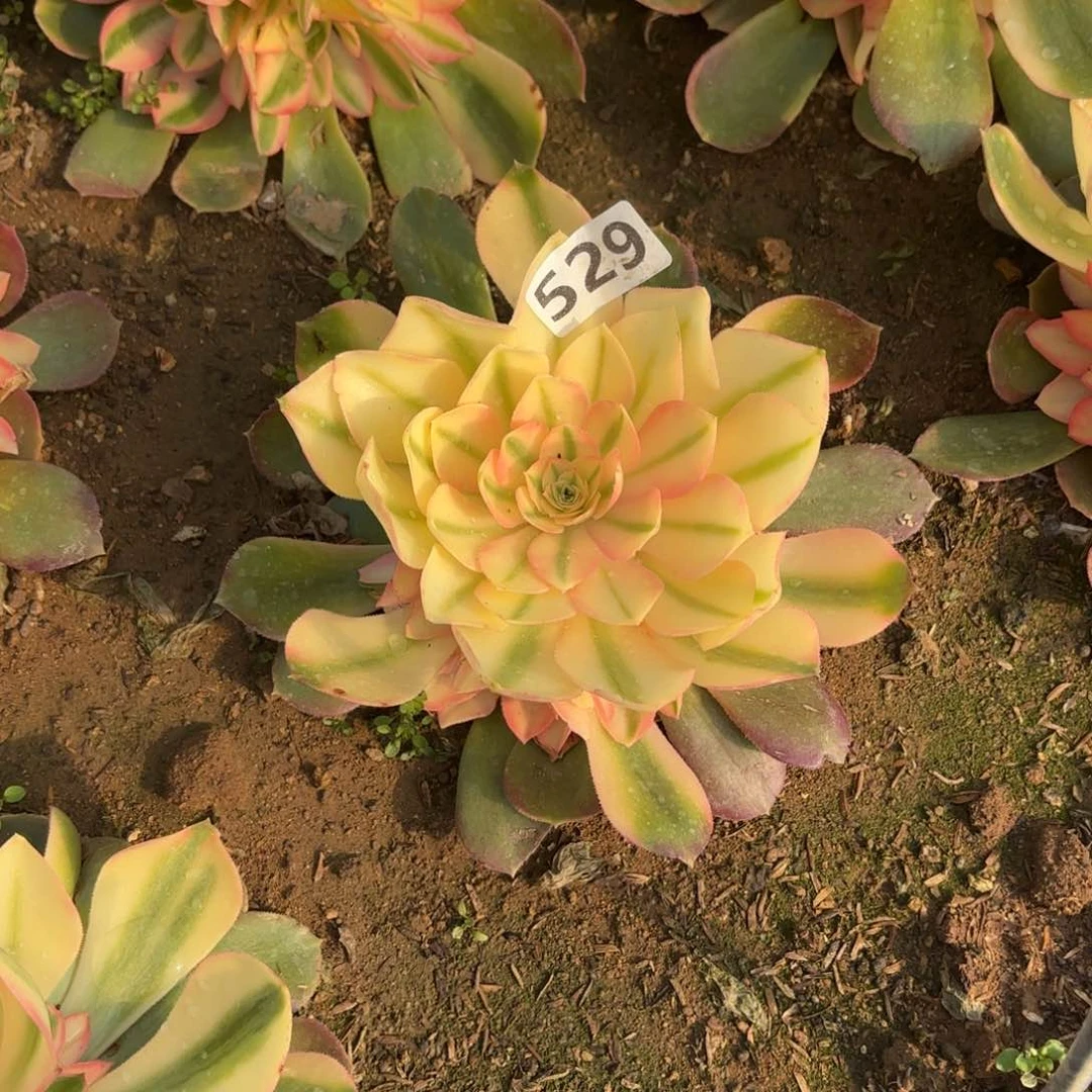 529香妃高锦多肉不包损