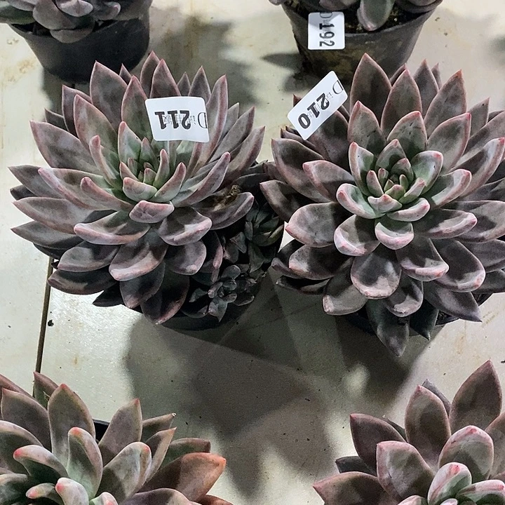 源****210.211圣徒多肉植物2颗