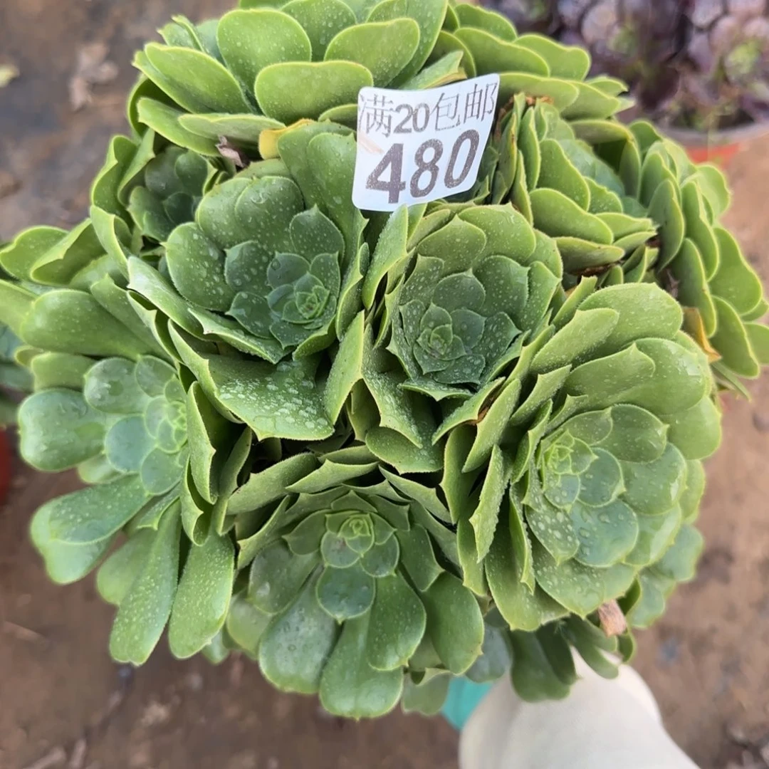 绿羊绒480满20包邮断枝不包