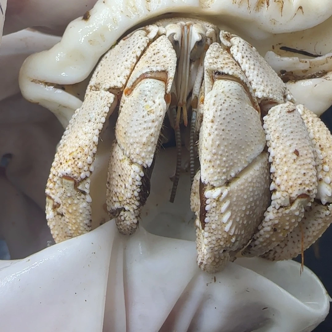 3.2口红海超肥胖子？？