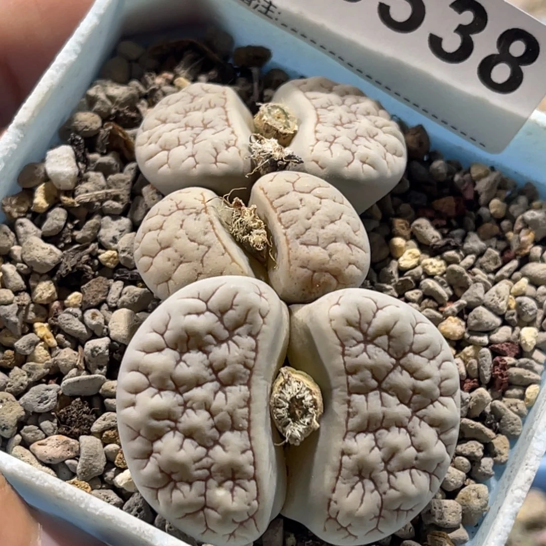 0538三头群生白底189