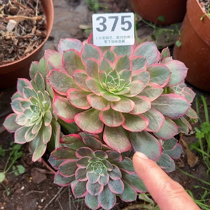 375多肉植物莲花座