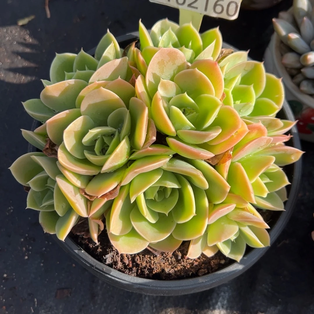 1102160 星娜塔平头9头有砍