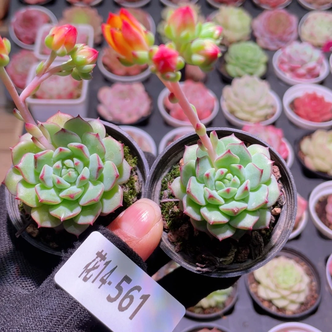 花利美14-561熊猫脸一颗多库存