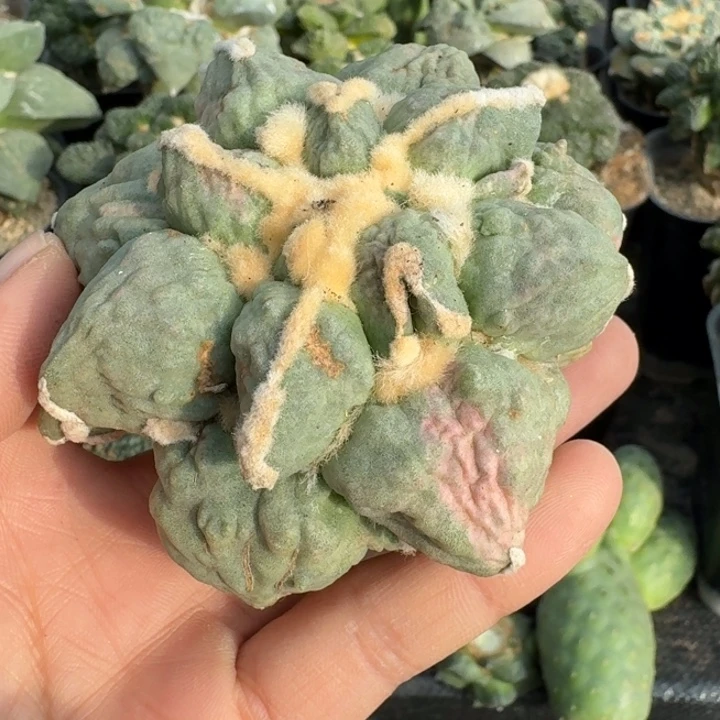 小***糊无花朵自根蛋蛋牡丹