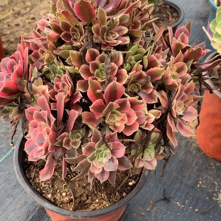 145金丝雀多肉植物特价