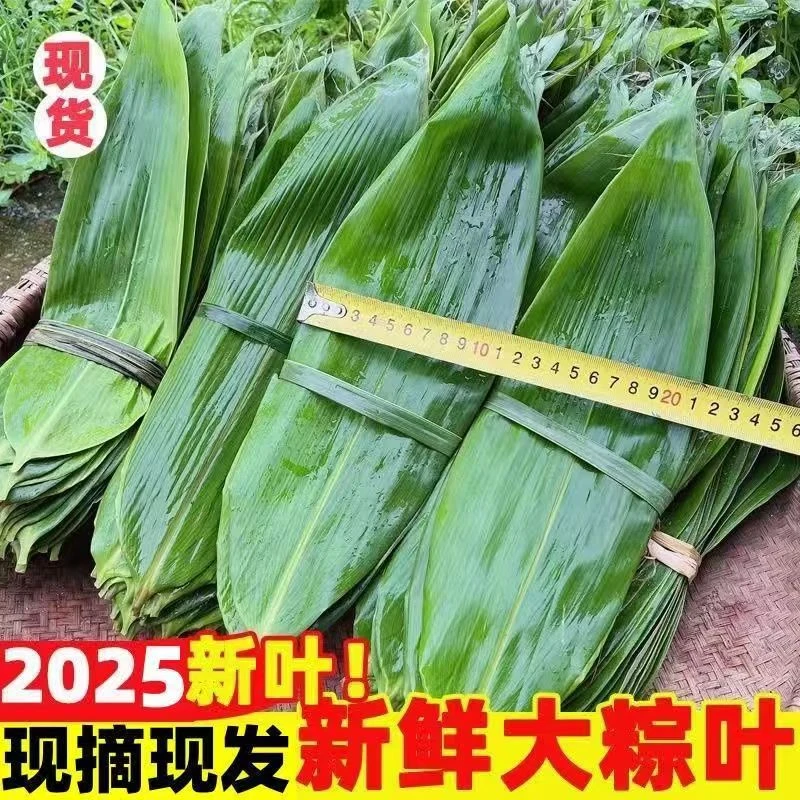 粽叶真空包装新鲜粽子叶现摘家用箬竹叶包粽子叶子2025年新叶大叶