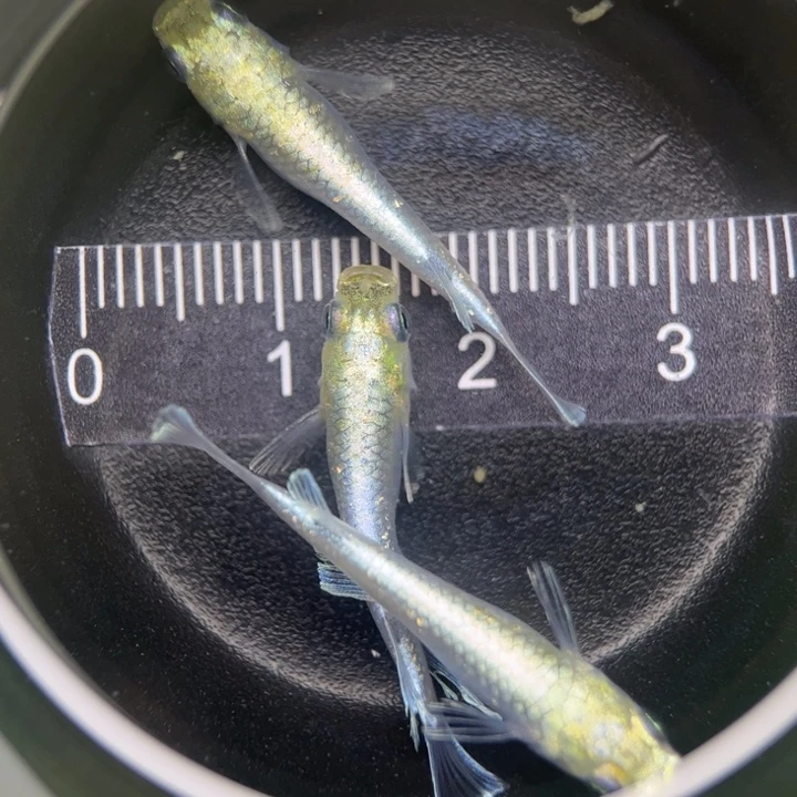 海水鱼青鳉帝姬50号
