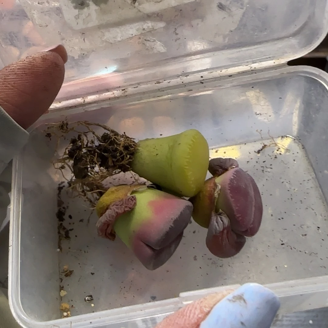 用****53.24 辛然园艺 8057 酒红绿光阳 橄榄4