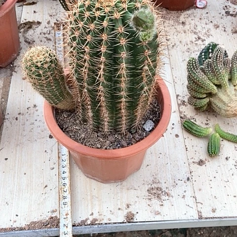 仙人球开花漂亮好看