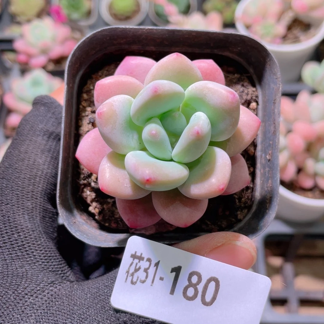 花利美31-180洛神