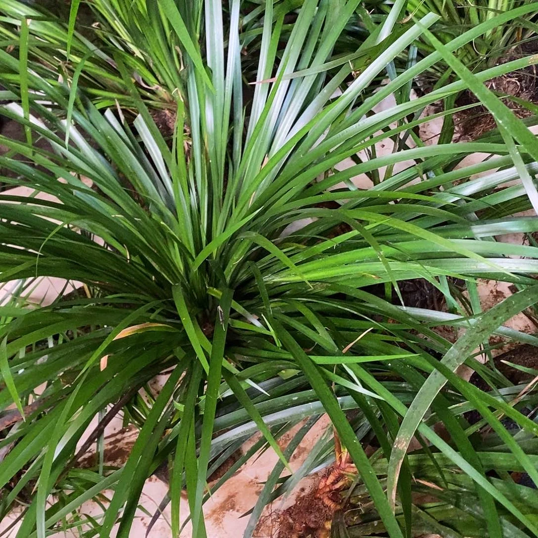 无花朵石菖蒲你不