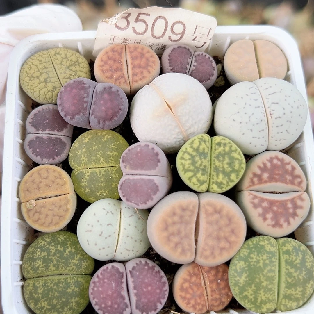 3509 好养易活生石花大母本