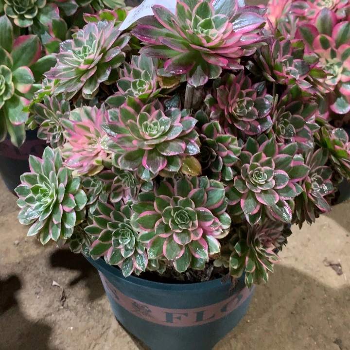 486孔雀翎多肉植物特价