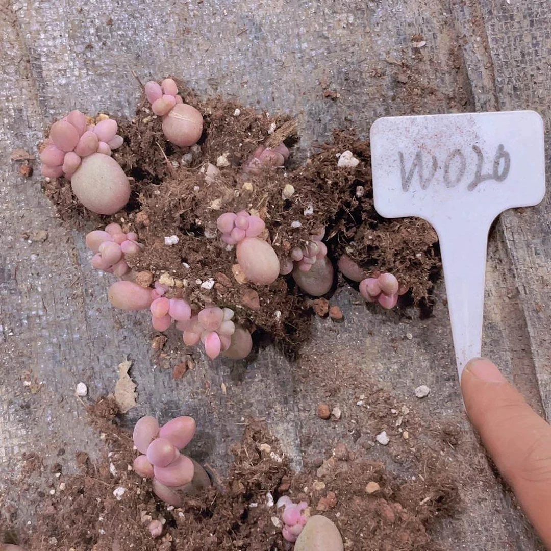 黄***姐糖果美人w020一物一拍