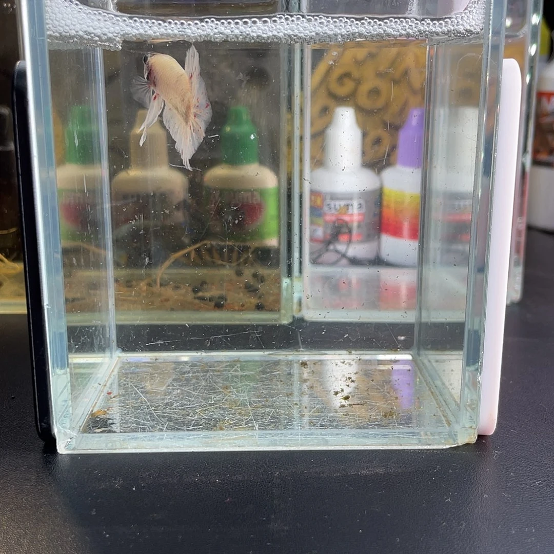 斗鱼18号1115早万兰达