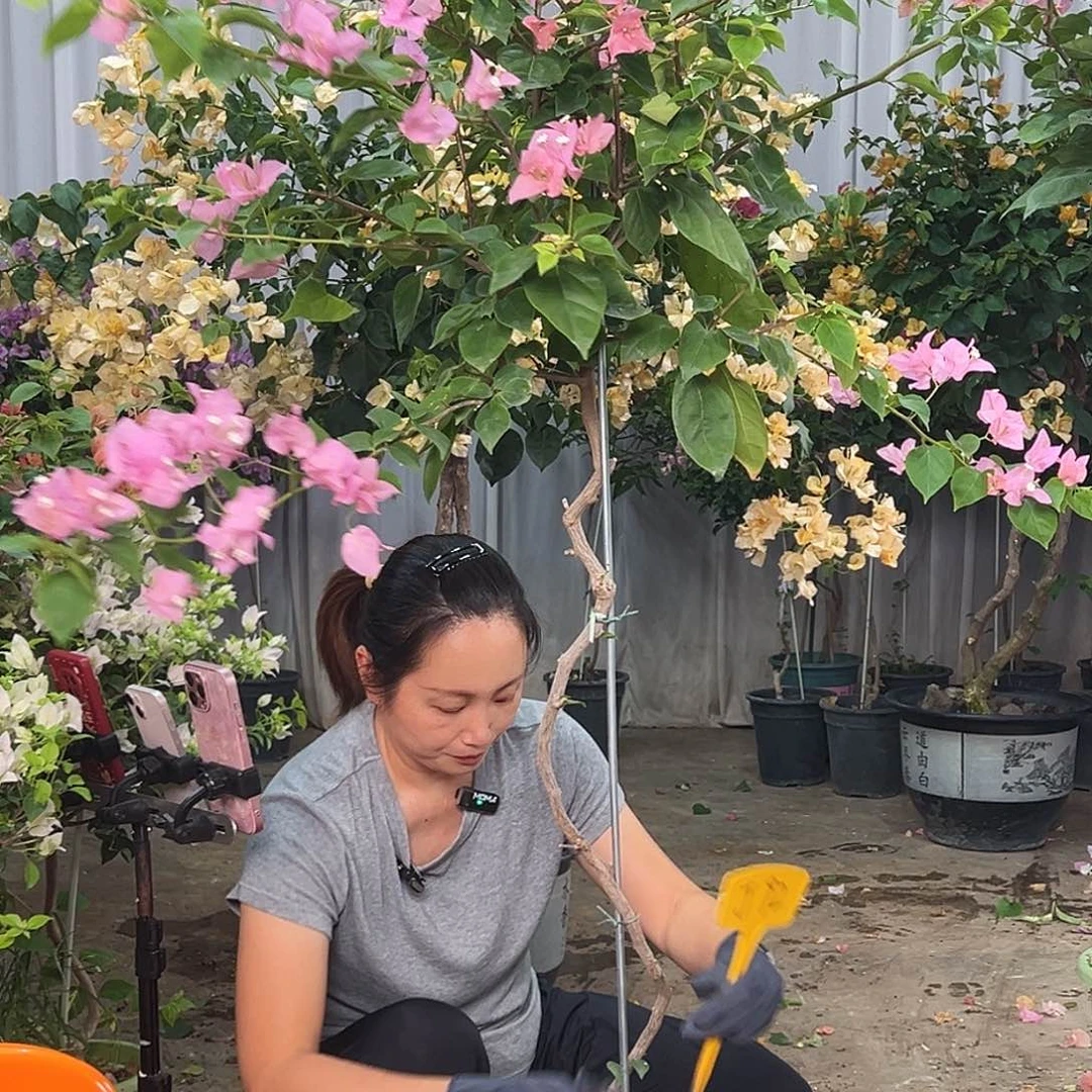 梧***桐大部分花苞少量开放J92橙粉