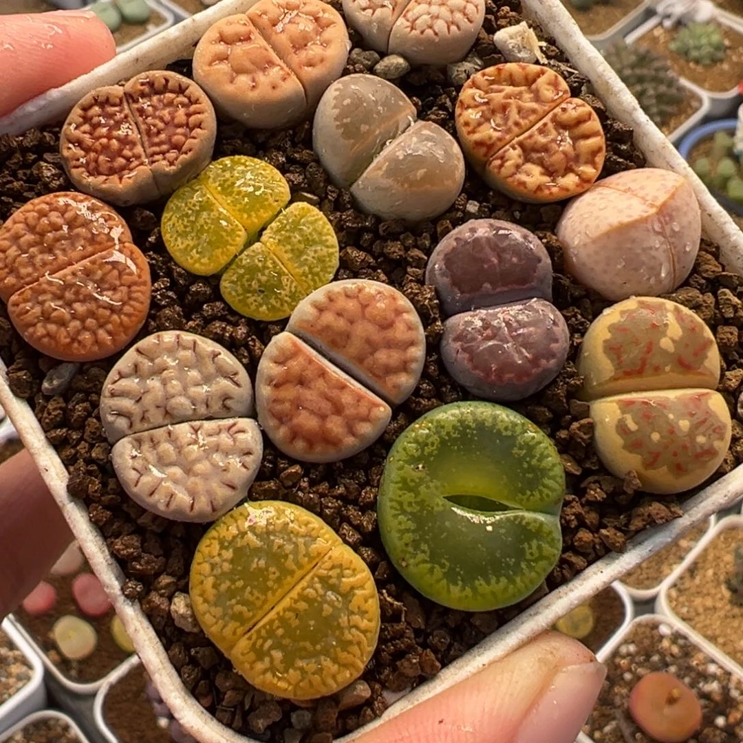 108多肉植物种类多样