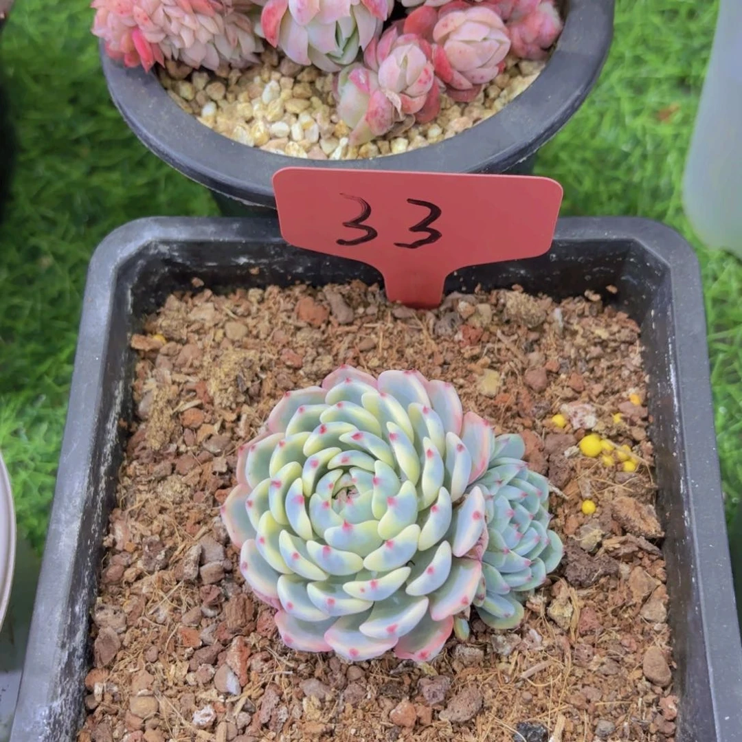 吾****⁷我的小可爱们都好可爱