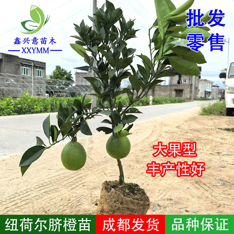 纽荷尔脐橙苗正宗雷波脐橙苗奉节脐橙树苗赣南脐橙苗果树苗