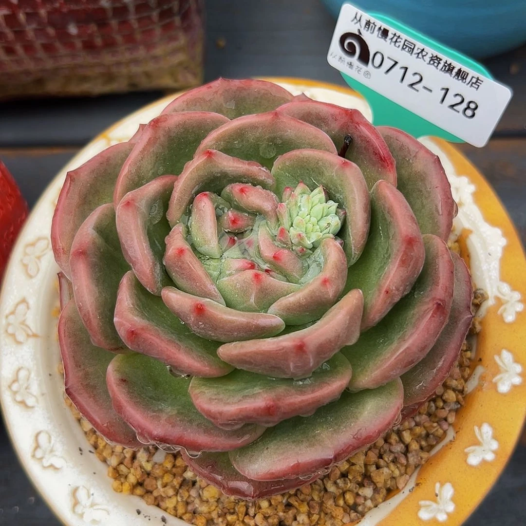 多肉一物一拍0712-128