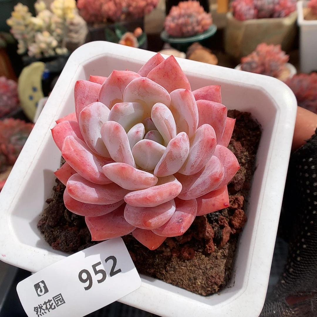 952果冻橙多肉植物666