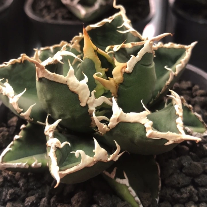 灯养狼人仁王冠龙舌兰